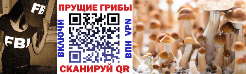 Галлюциногенные грибы Psilocybine cubensis Нефтеюганск